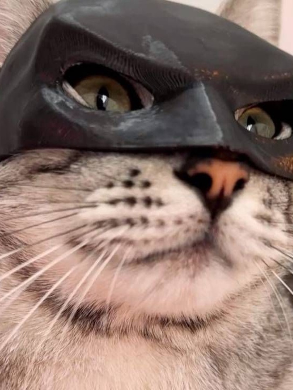 Batman Cat Mask for Cats - Pet Costume Accessory